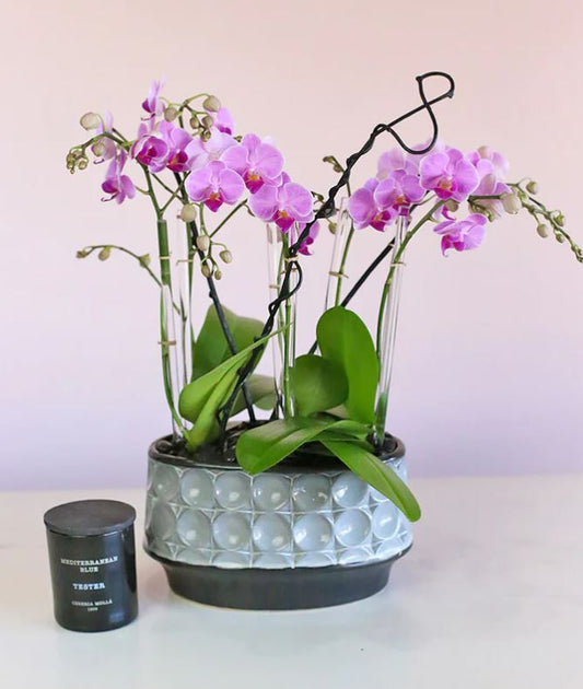 Orchid plant flower delivery Chicago Florist same day flower delivery Chicago, IL