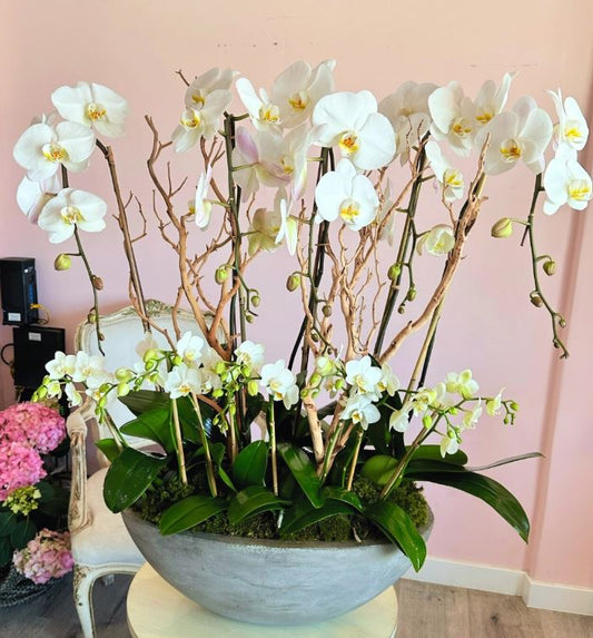 White Orchid plant . Chicago flower delivery. Orchid planter phalaenopsis  