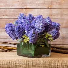 Hyacinths, The Versatile & Fragrant Spring Flower.