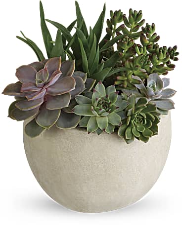 Why Succulents Make for Good Plants !