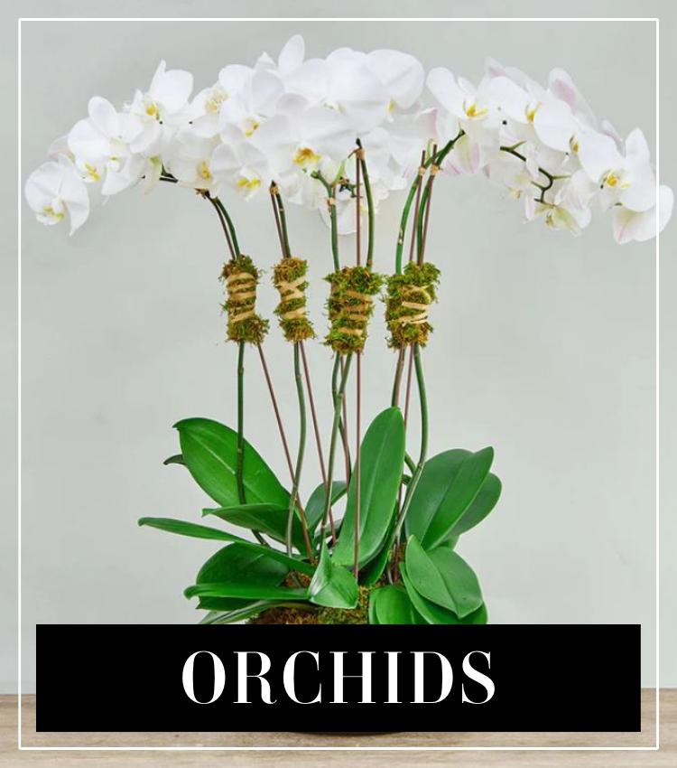 orchid flower delivery chicago, il orchids chicago 