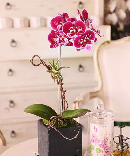 Gardenia Orchid - www.bloomfloralshop.com