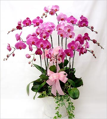 The One - www.bloomfloralshop.com