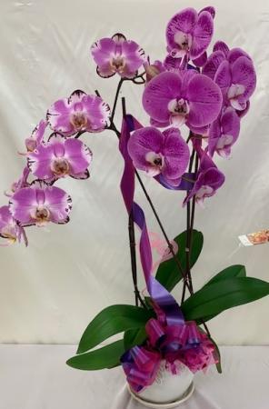 Purple Rain - www.bloomfloralshop.com