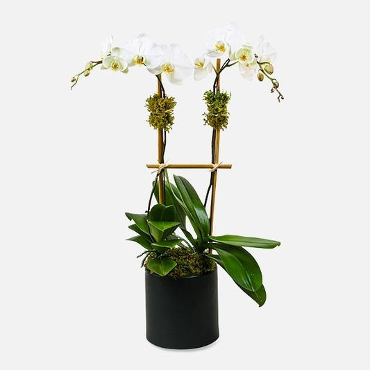 White Orchid Plant Phalaenopsis - www.bloomfloralshop.com