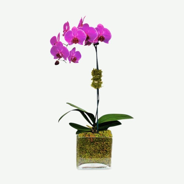 1 Stem Purple Orchid - www.bloomfloralshop.com