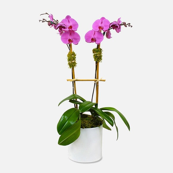 2 Stem Purple Orchid - www.bloomfloralshop.com