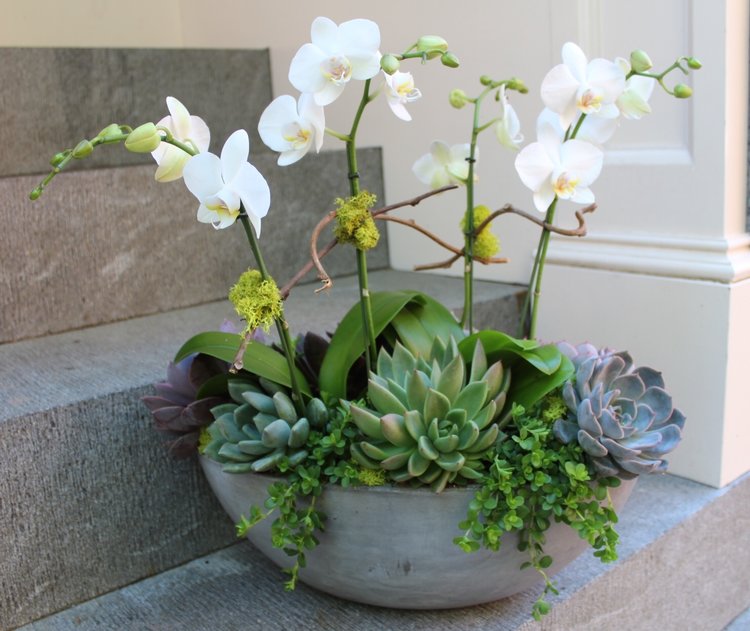 Orchid & Succulent Garden - www.bloomfloralshop.com