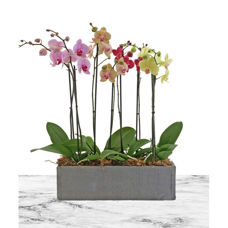 Extravagant Orchid Galore - www.bloomfloralshop.com
